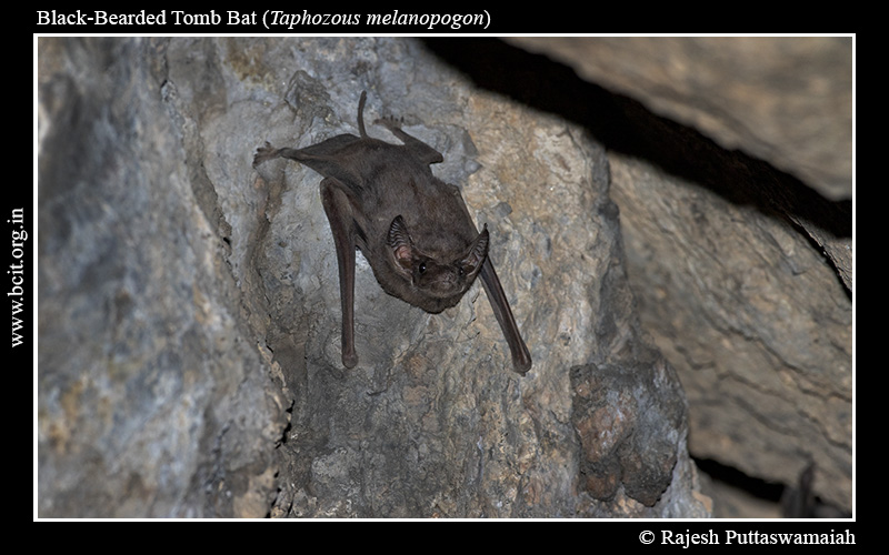 Black-Bearded-Tomb-Bat-Taphozous-melanopogon-07-2.jpg