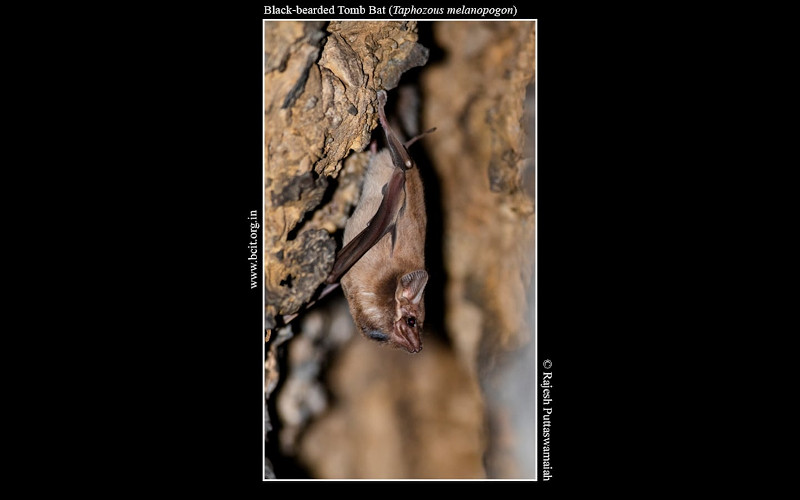 Black-bearded-Tomb-Bat-Taphozous-melanopogon-Dandeli.jpg