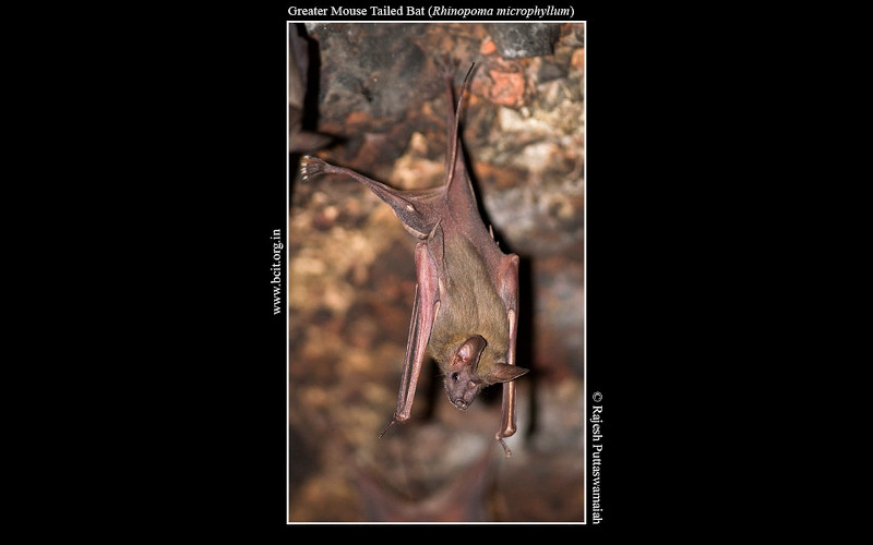 Greater-Mouse-Tailed-bat-Rhinopoma-microphyllum.jpg
