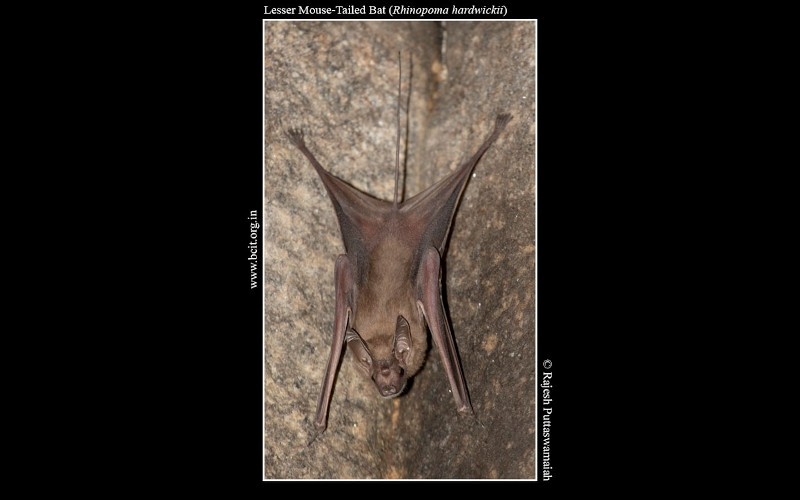 Lesser-Mouse-Tailed-Bat-Rhinopoma-hardwickii-Hampi.jpg