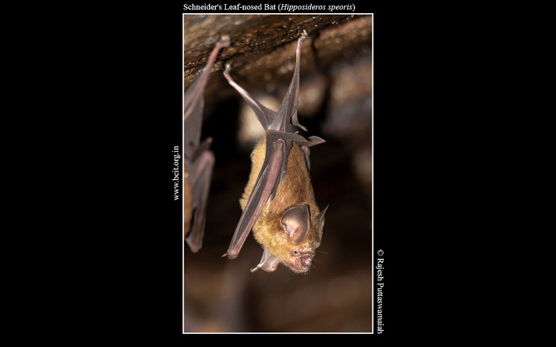 Schneider_s-Leaf-nosed-Bat-Hipposideros-speoris.jpg