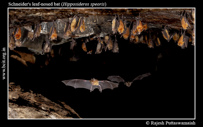 Schneider_s-Leaf-nosed-bat-Hipposideros-speoris-Group-2-1.jpg