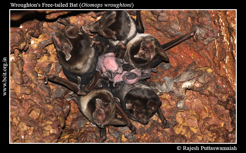 Wroughton_s-Free-tailed-Bat-Otomops-wroughtoni-Pups-1.jpg