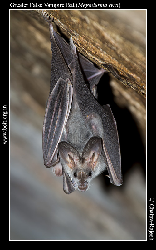 Photo Gallery – Bat Conservation India Trust